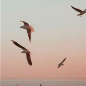 Meet your Posher, Amelia